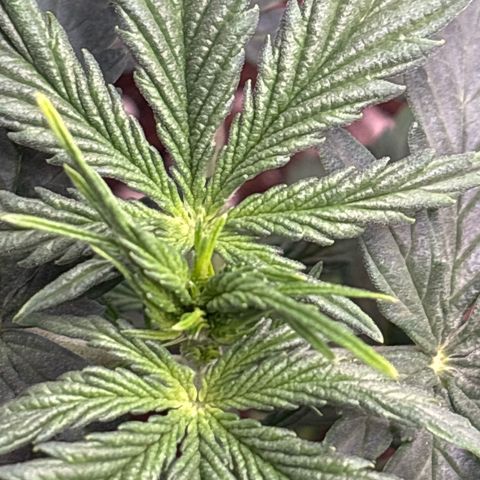 PURPLE LEMONADE AUTOFLO growlog timeline photo