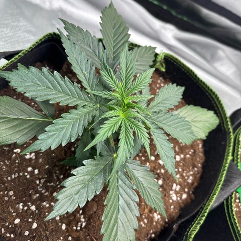 PURPLE LEMONADE AUTOFLO growlog timeline photo