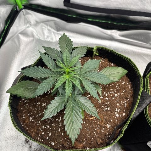 PURPLE LEMONADE AUTOFLO growlog timeline photo