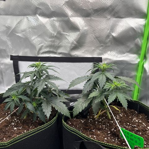 PURPLE LEMONADE AUTOFLO growlog timeline photo