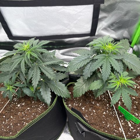 PURPLE LEMONADE AUTOFLO growlog timeline photo