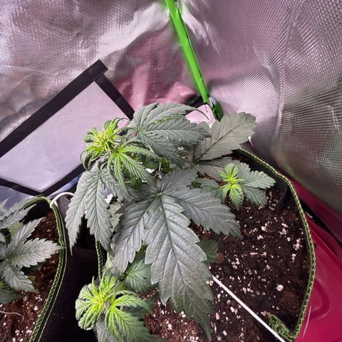 PURPLE LEMONADE AUTOFLO growlog photo: J’ai un peu peur mais bon on verra dans 3jours 