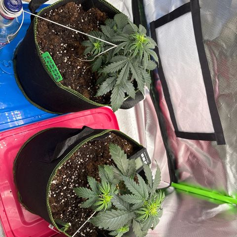 PURPLE LEMONADE AUTOFLO growlog photo: J’ai un peu peur mais bon on verra dans 3jours 