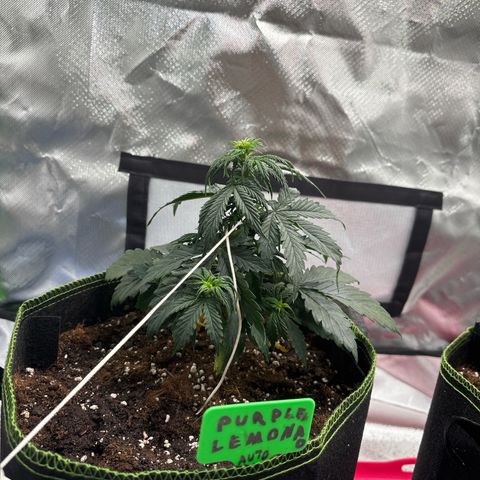 PURPLE LEMONADE AUTOFLO growlog photo: J’ai un peu peur mais bon on verra dans 3jours 