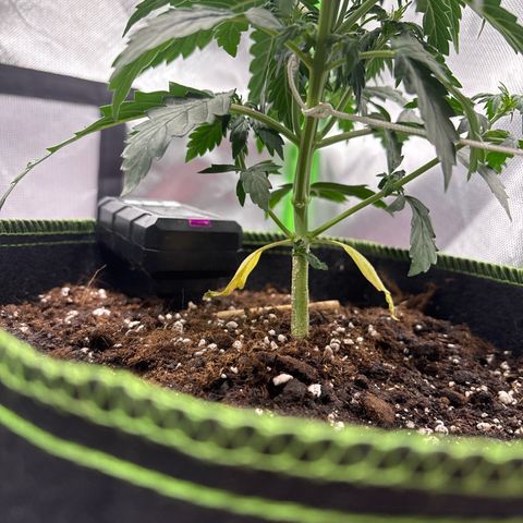 PURPLE LEMONADE AUTOFLO growlog photo: J’ai un peu peur mais bon on verra dans 3jours 