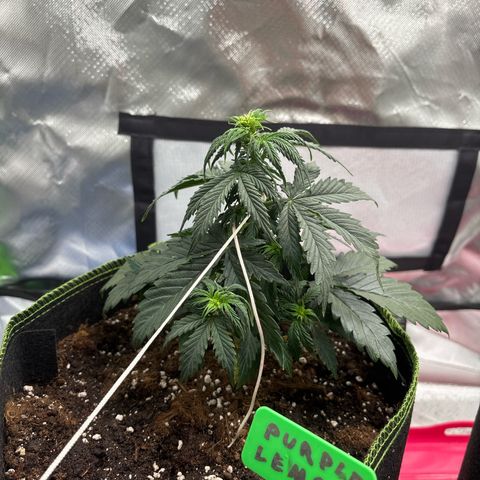 PURPLE LEMONADE AUTOFLO growlog photo: J’ai un peu peur mais bon on verra dans 3jours 