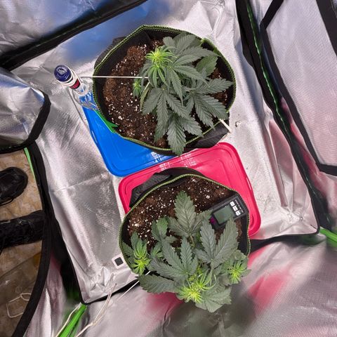 PURPLE LEMONADE AUTOFLO growlog photo: J’ai un peu peur mais bon on verra dans 3jours 