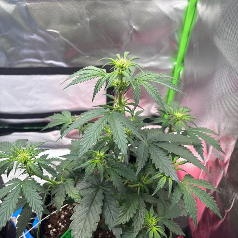 PURPLE LEMONADE AUTOFLO growlog timeline photo