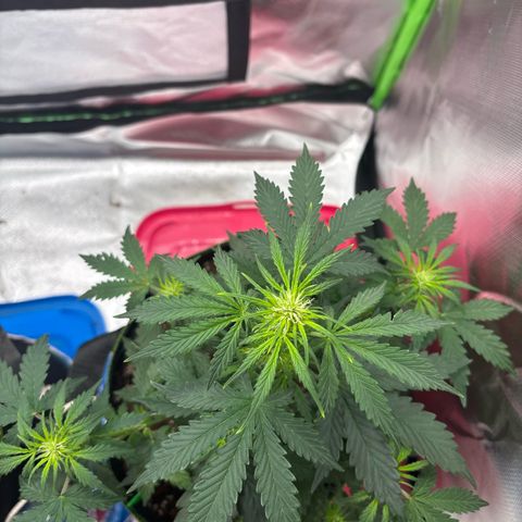 PURPLE LEMONADE AUTOFLO growlog timeline photo