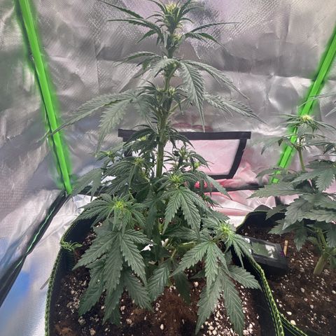 PURPLE LEMONADE AUTOFLO growlog timeline photo