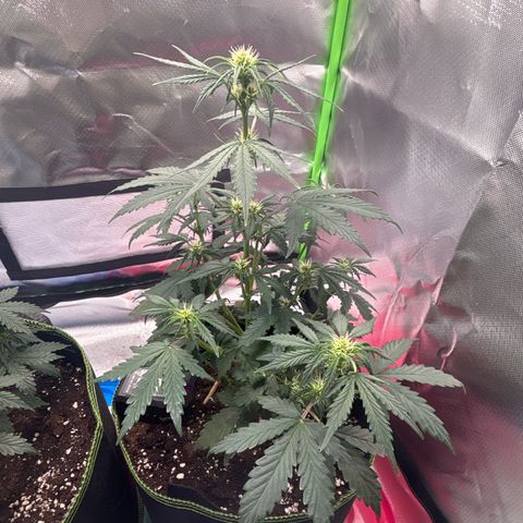 PURPLE LEMONADE AUTOFLO growlog timeline photo