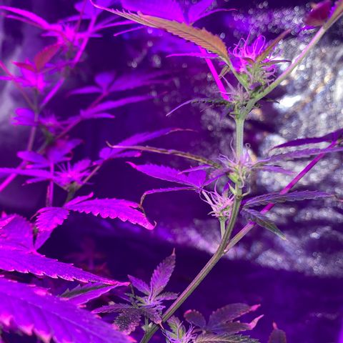 Rebel God Smoke growlog timeline photo
