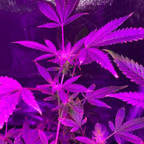 Rebel God Smoke growlog timeline photo