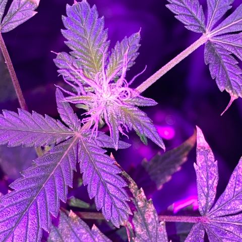 Rebel God Smoke growlog timeline photo