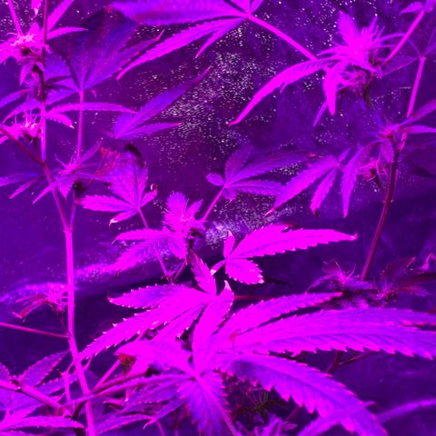 Rebel God Smoke growlog timeline photo