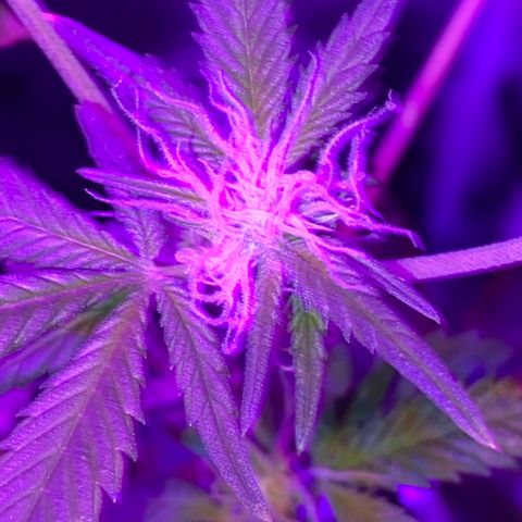 Rebel God Smoke growlog timeline photo