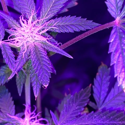 Rebel God Smoke growlog timeline photo