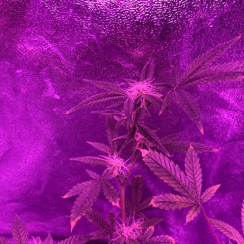 Rebel God Smoke growlog timeline photo