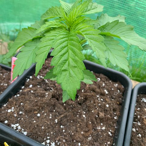 Amnesia haze 1 growlog timeline photo