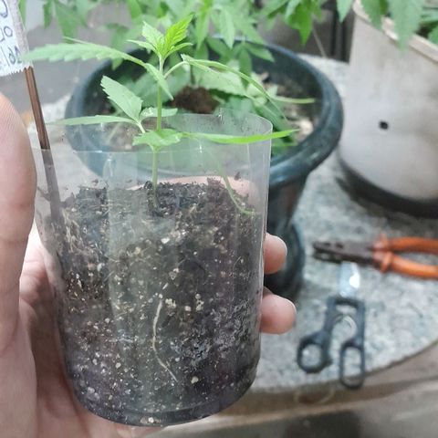 Primeiro Clone 🪴🦾🙏🏼 growlog timeline photo