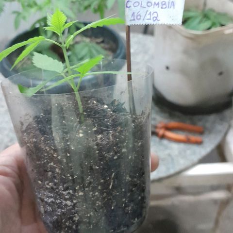 Primeiro Clone 🪴🦾🙏🏼 growlog photo: raízes🚀
