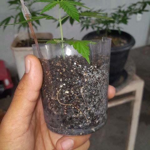 Primeiro Clone 🪴🦾🙏🏼 growlog photo: 🌿🚀