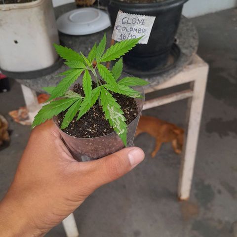 Primeiro Clone 🪴🦾🙏🏼 growlog photo: 🌿🚀