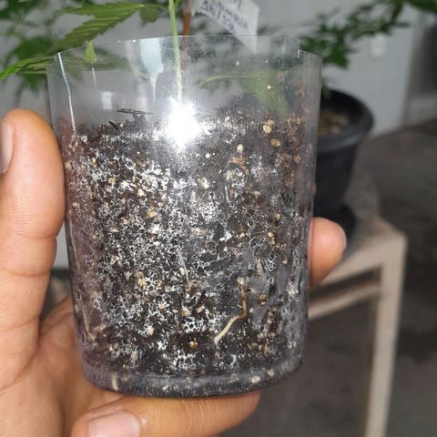 Primeiro Clone 🪴🦾🙏🏼 growlog photo: 🌿🚀