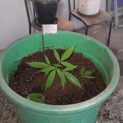 Primeiro Clone 🪴🦾🙏🏼 growlog photo: 🙏🏼🌿