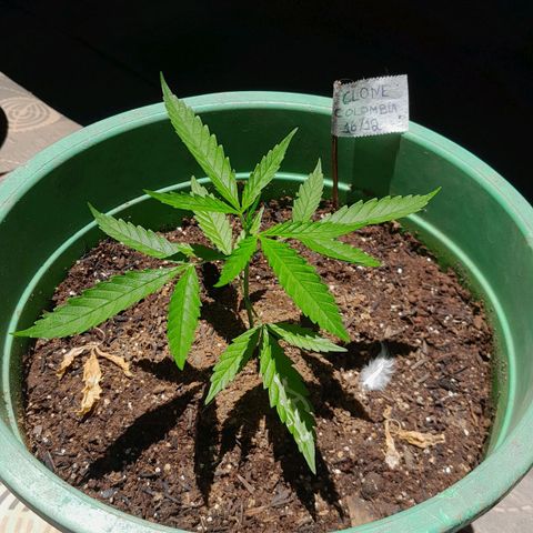 Primeiro Clone 🪴🦾🙏🏼 growlog photo: fluindo