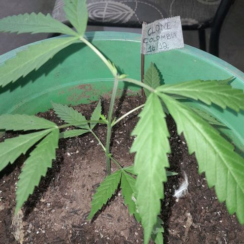 Primeiro Clone 🪴🦾🙏🏼 growlog timeline photo