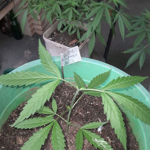 Primeiro Clone 🪴🦾🙏🏼 growlog timeline photo