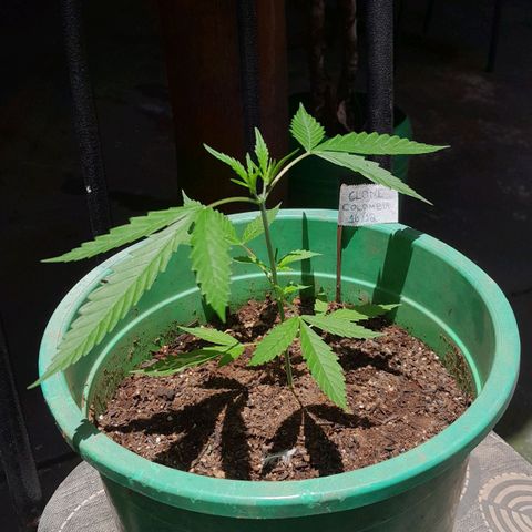 Primeiro Clone 🪴🦾🙏🏼 growlog timeline photo