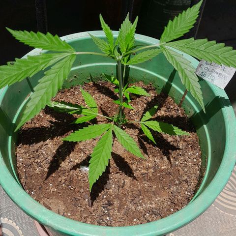 Primeiro Clone 🪴🦾🙏🏼 growlog timeline photo
