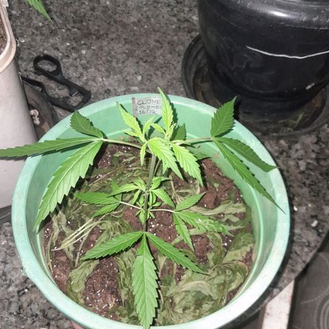 Primeiro Clone 🪴🦾🙏🏼 growlog timeline photo