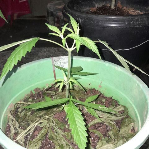 Primeiro Clone 🪴🦾🙏🏼 growlog timeline photo