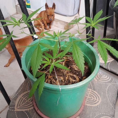 Primeiro Clone 🪴🦾🙏🏼 growlog photo: 🚀🙌🏽