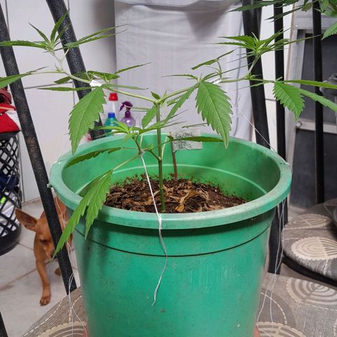 Primeiro Clone 🪴🦾🙏🏼 growlog photo: 🚀🙌🏽