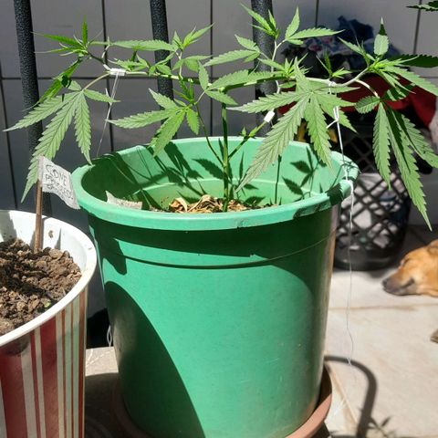 Primeiro Clone 🪴🦾🙏🏼 growlog timeline photo