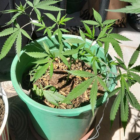 Primeiro Clone 🪴🦾🙏🏼 growlog timeline photo