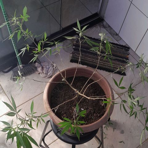Primeiro Clone 🪴🦾🙏🏼 growlog timeline photo