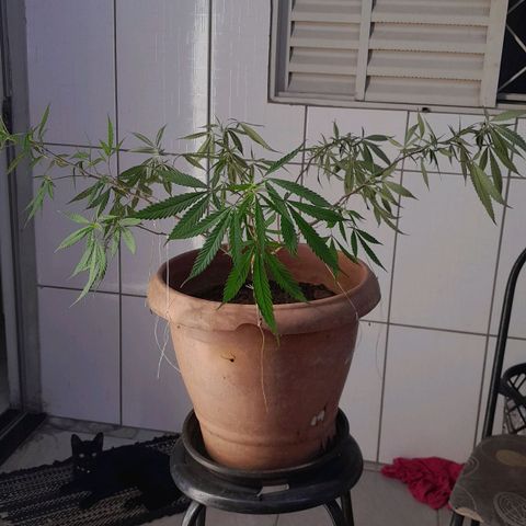 Primeiro Clone 🪴🦾🙏🏼 growlog timeline photo