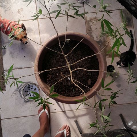 Primeiro Clone 🪴🦾🙏🏼 growlog timeline photo