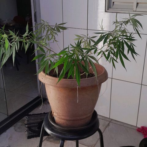 Primeiro Clone 🪴🦾🙏🏼 growlog timeline photo
