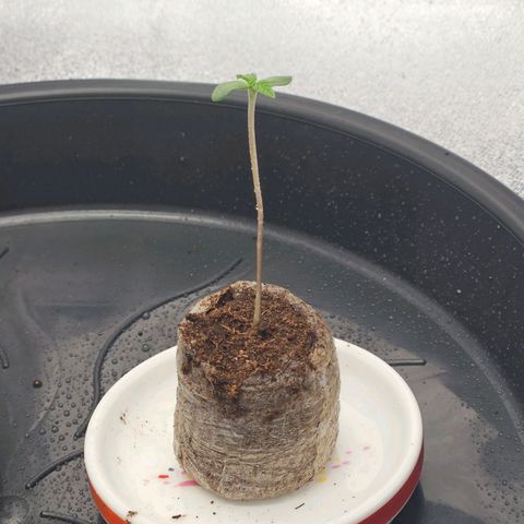 PP #1 growlog photo: 6-7 cm Höhe
22°C
51 % LF