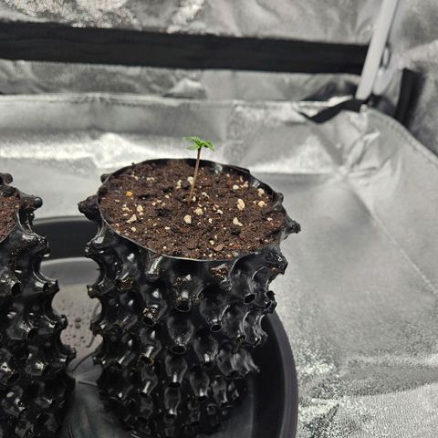 PP #1 growlog photo: 1 L Airpot