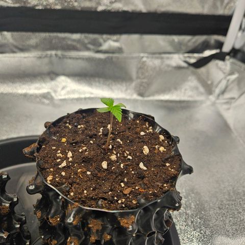 PP #1 growlog timeline photo