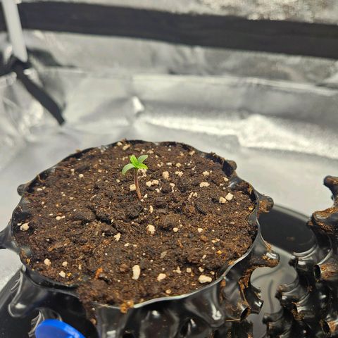 PP #2 growlog timeline photo