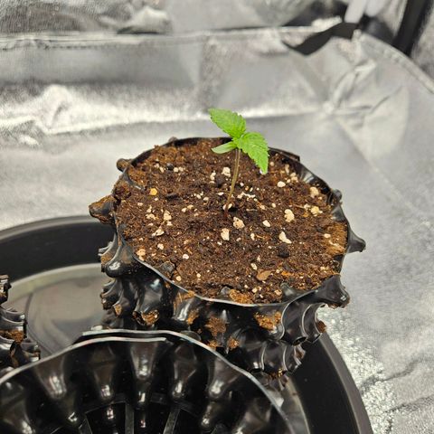 PP #1 growlog timeline photo