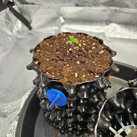PP #2 growlog timeline photo